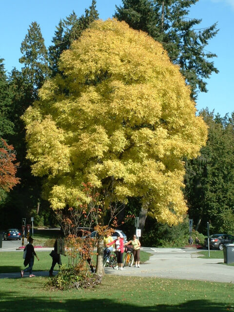Stanley Park 14th view